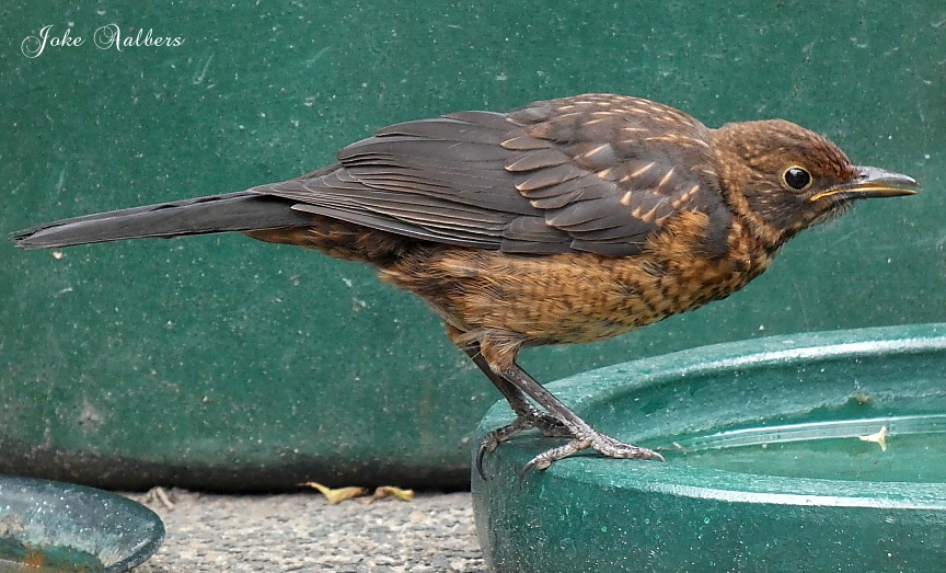 Welke vogel is dit?